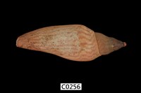 藏品(渦螺)的圖片